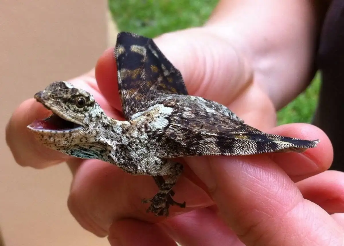 A small, winged lizard with a mottled brown and black pattern is held in a person's hand, its mouth open and wings fully…