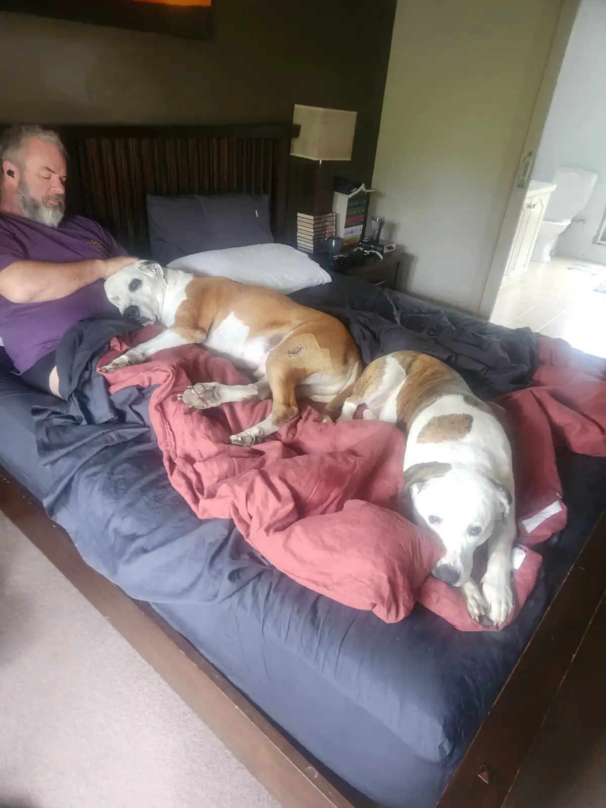 A man with a beard and earbuds sleeps in bed, cuddling one large bulldog while another bulldog lies awake and alert beside…