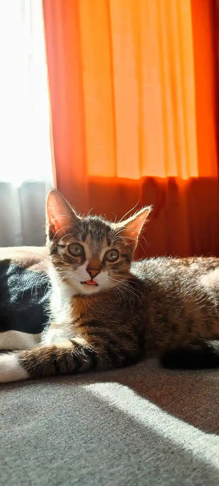 A tabby cat with white markings lies on a gray carpet in front of orange curtains, basking in sunlight streaming from a…