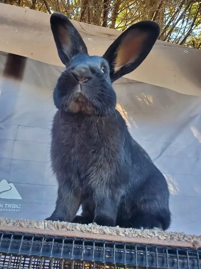 A black rabbit sits upright in a cage, looking directly at the camera with large ears and a slightly smug expression. Behind…