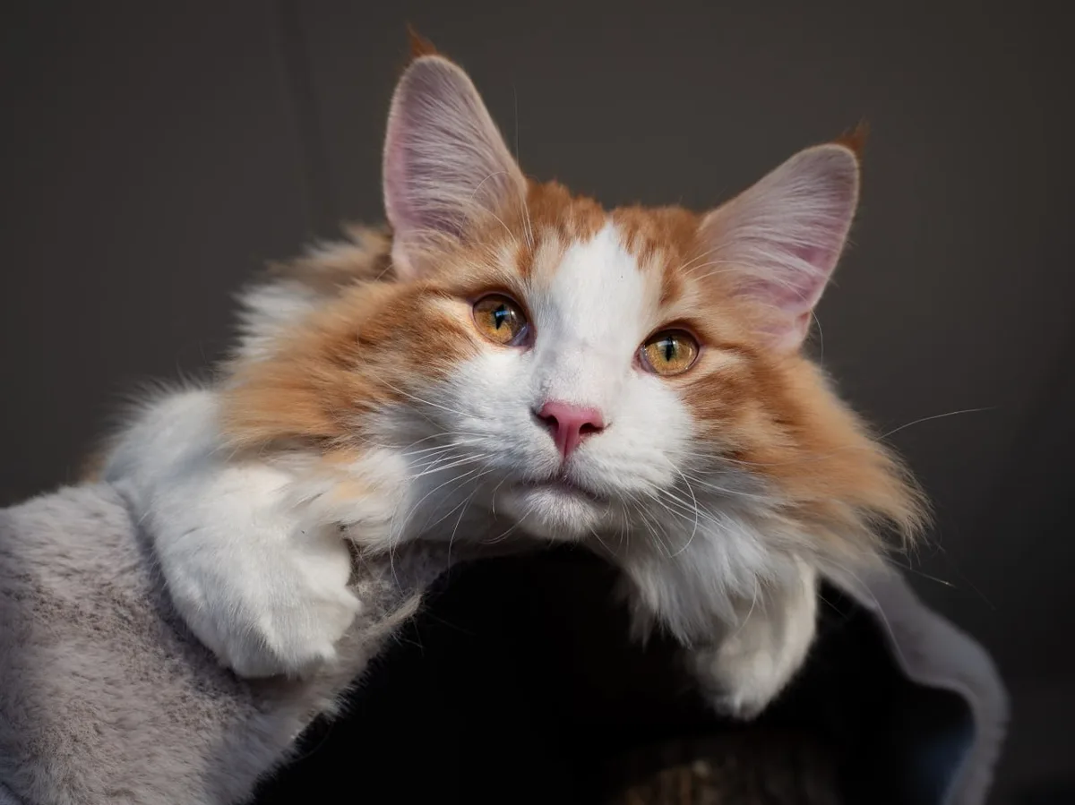 a fluffy orange and white cat with large ears and golden eyes rests its paws on the edge of a gray cushioned surface…
