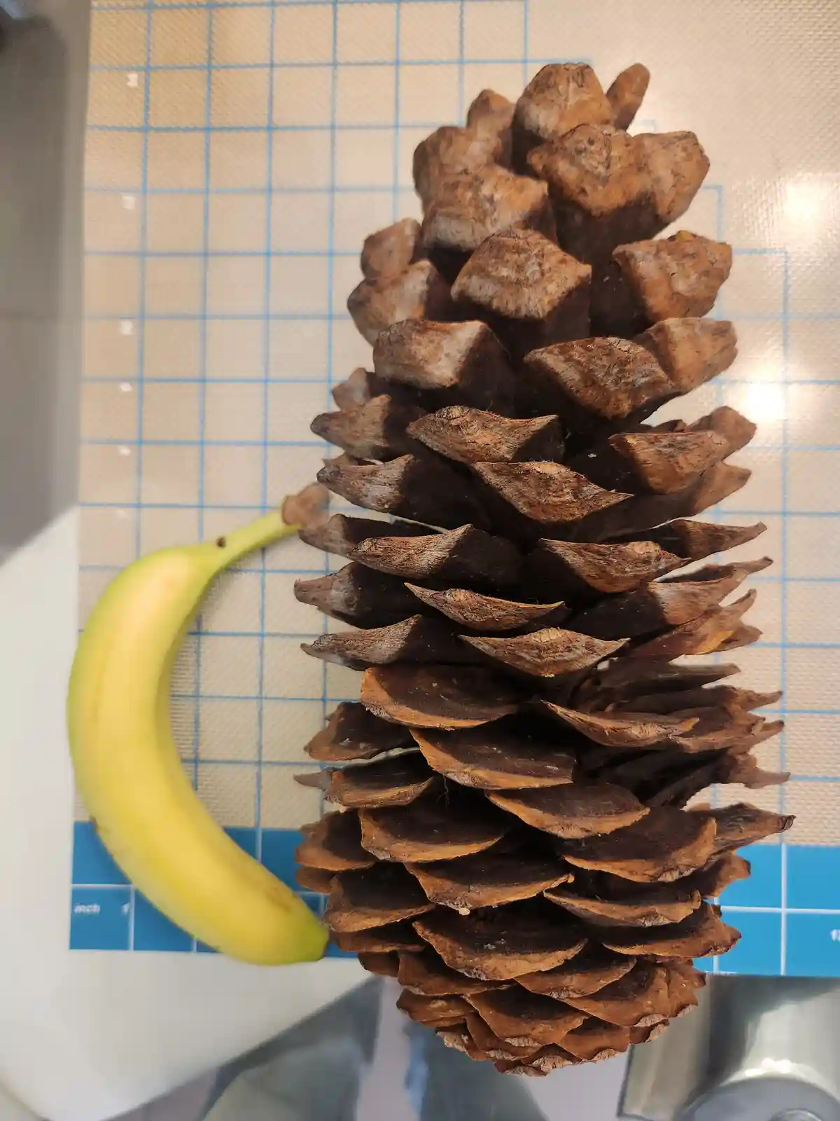 A large, brown pinecone sits upright on a blue and white gridded cutting mat, next to a yellow banana that is curved and…