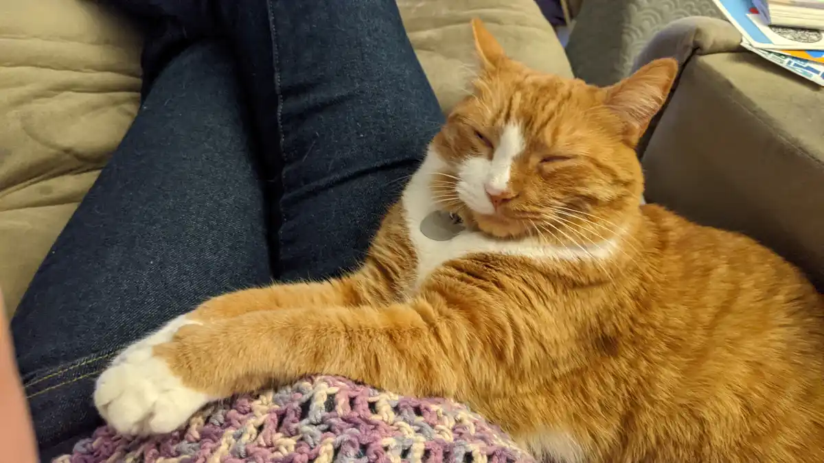 An orange and white cat with closed eyes is sleeping peacefully on a person's lap, which is covered by a colorful crocheted…