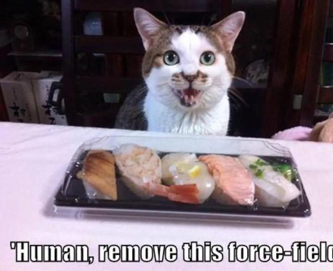 Just a Simple 'Meow' to Brighten Your Day