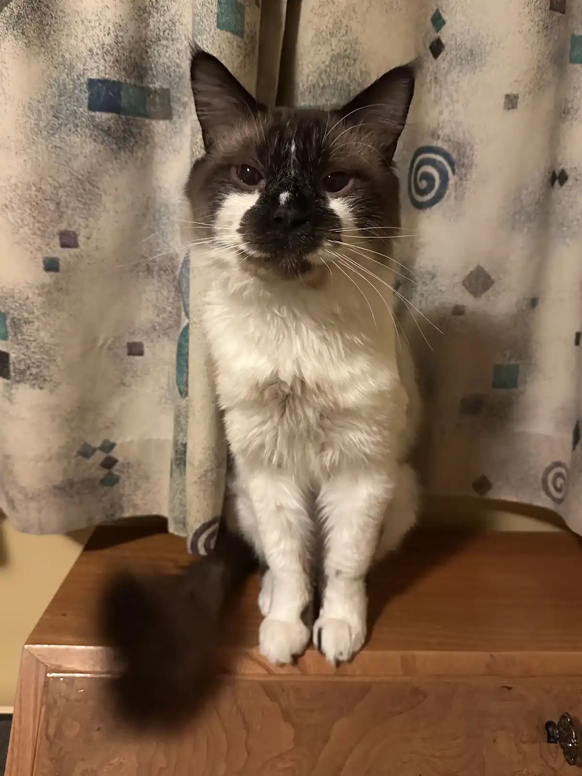 A fluffy, dark-faced cat with white fur on its chest and paws sits upright on a wooden dresser, staring directly at the…
