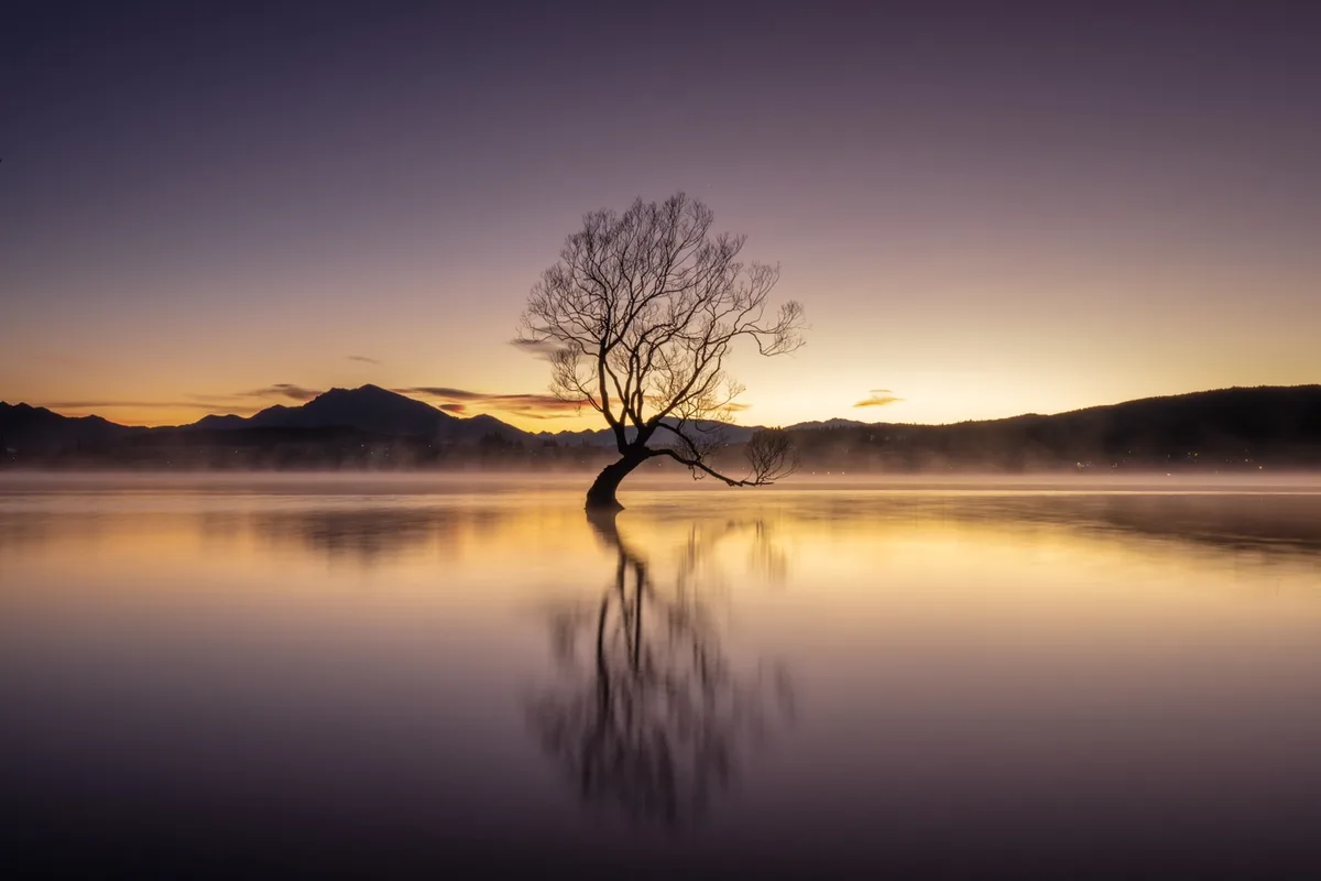 A serene landscape photo shows a lone, leafless tree standing in calm water at sunrise or sunset, with its silhouette and…