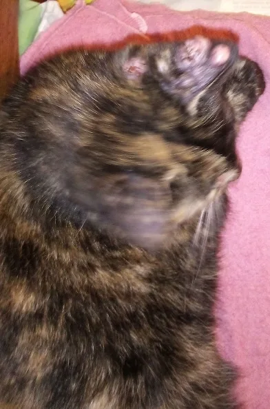 A blurry photo of a tortoiseshell cat curled up asleep on a pink blanket, with its face partially obscured by motion blur…