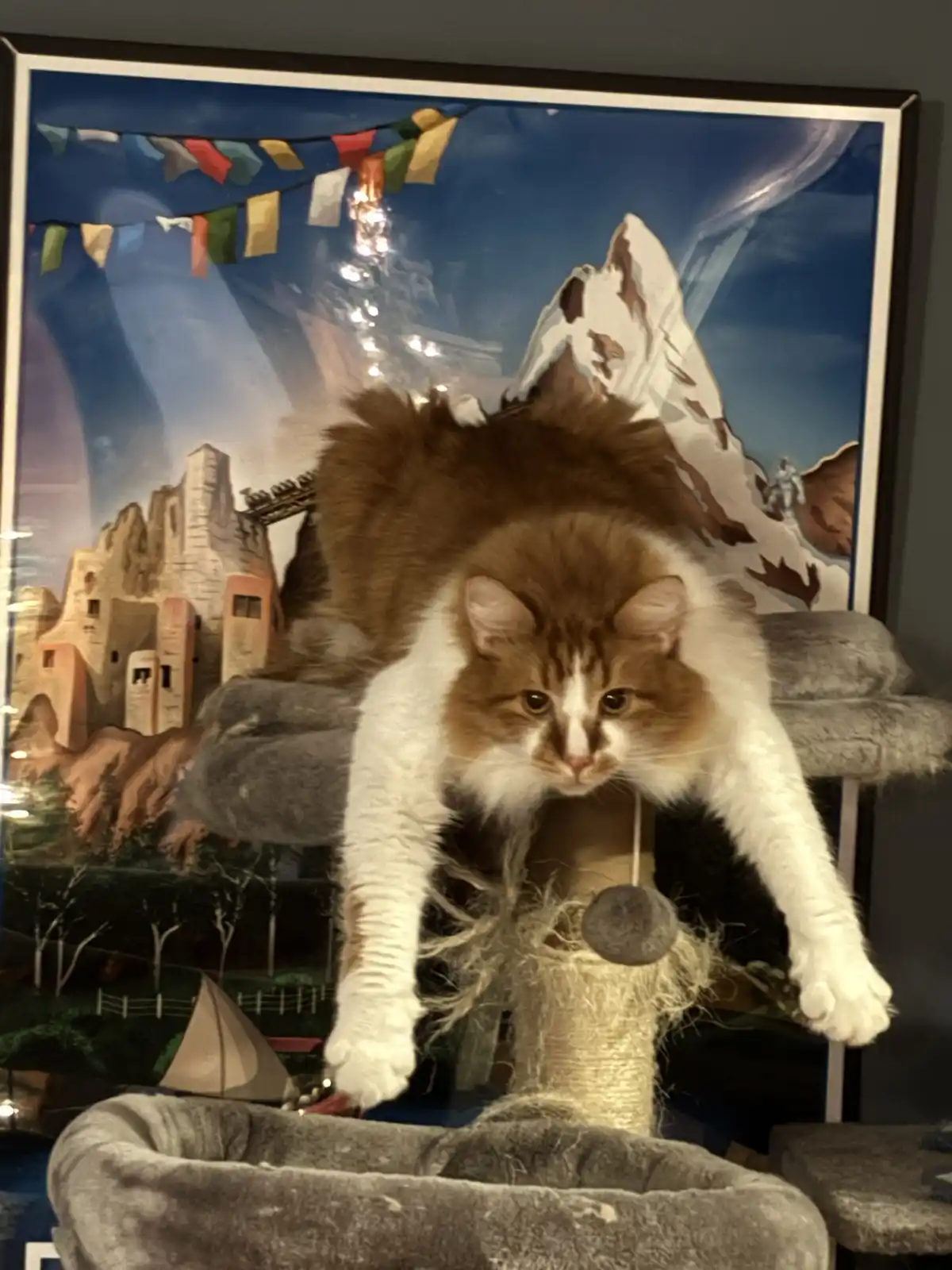 A fluffy, long-haired orange and white cat is perched on a grey cat tree, looking down with a serious expression. Behind the…