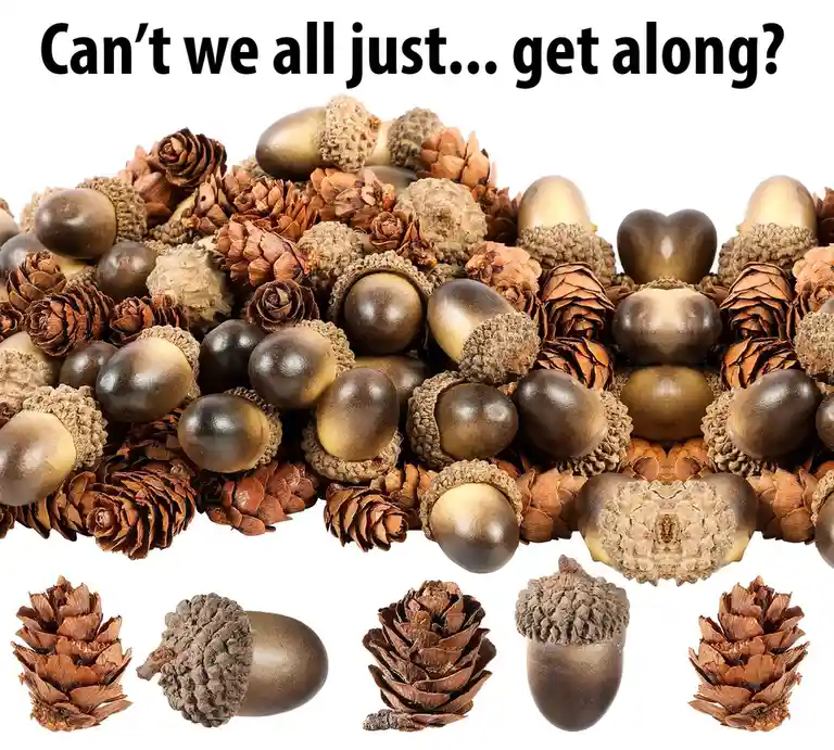 A pile of acorns and pinecones is shown against a white background, with the text 'Can't we all just... get along?' overlaid…