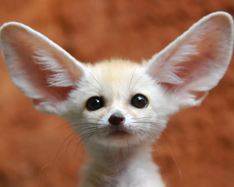 A close-up photo of a small, adorable fennec fox with enormous, fluffy ears and wide, dark eyes, looking directly at the…