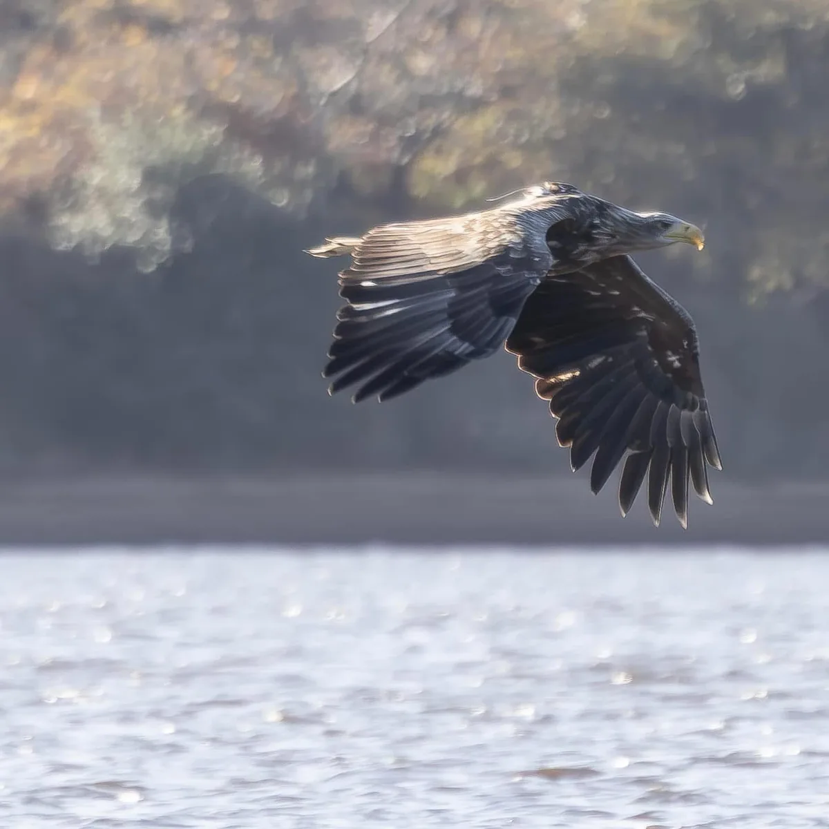 Majestic White-Tailed Eagle in Flight