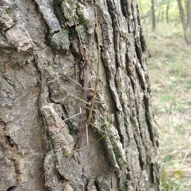 Two stick insects cling to the rough, mossy bark of a tree trunk in a forest, their elongated bodies and limbs mimicking…