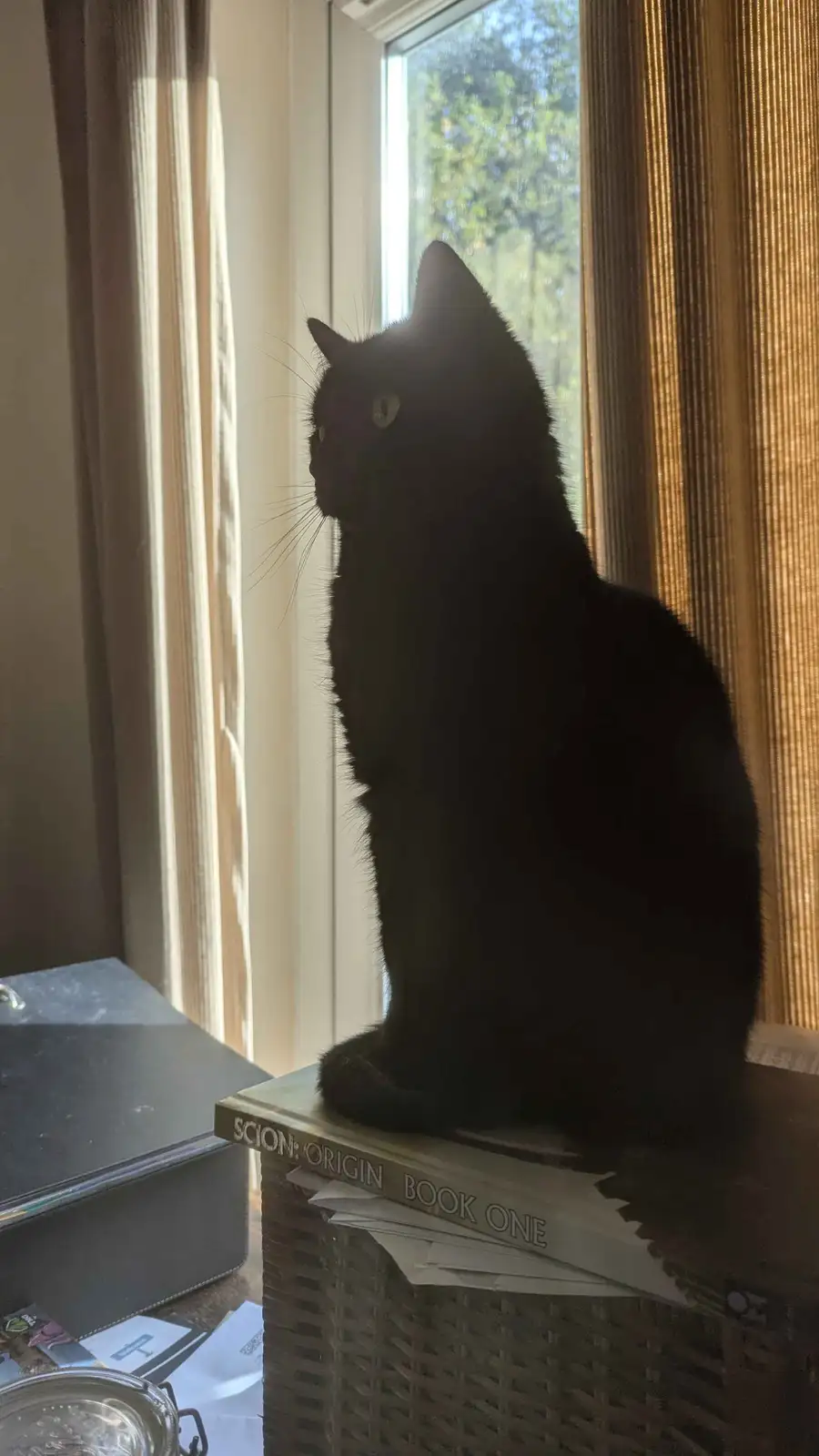 A black cat sits in silhouette on a wicker basket, looking out a window with sunlight streaming in. The cat's eyes are…