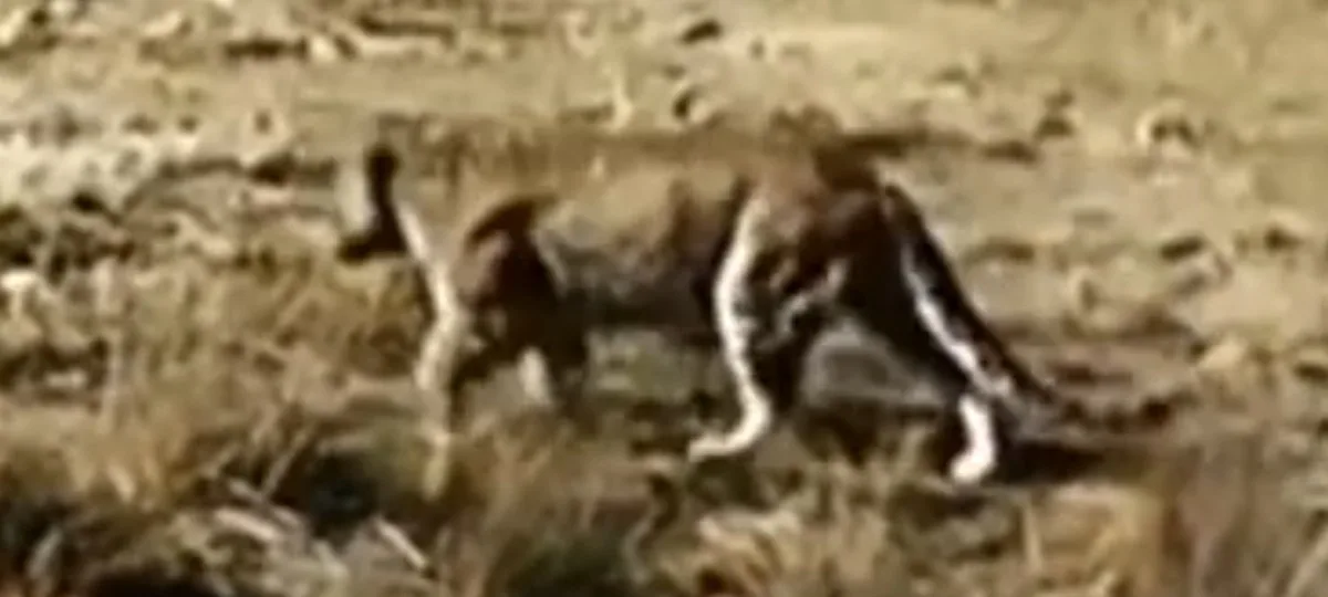 Incredible Monster Leopard Spotted: Highland Jaguars in Action!
