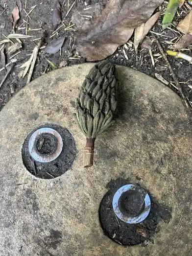 Check out this bizarre pine cone!