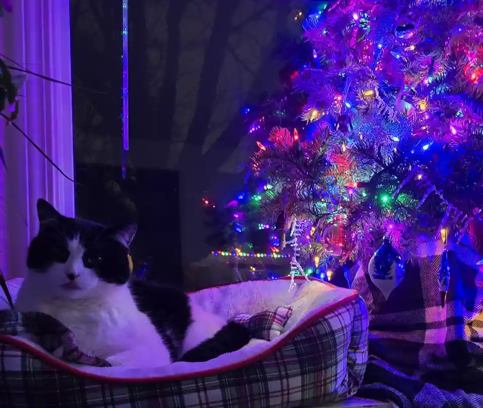 This Pup is Absolutely Loving His New Cozy Bed