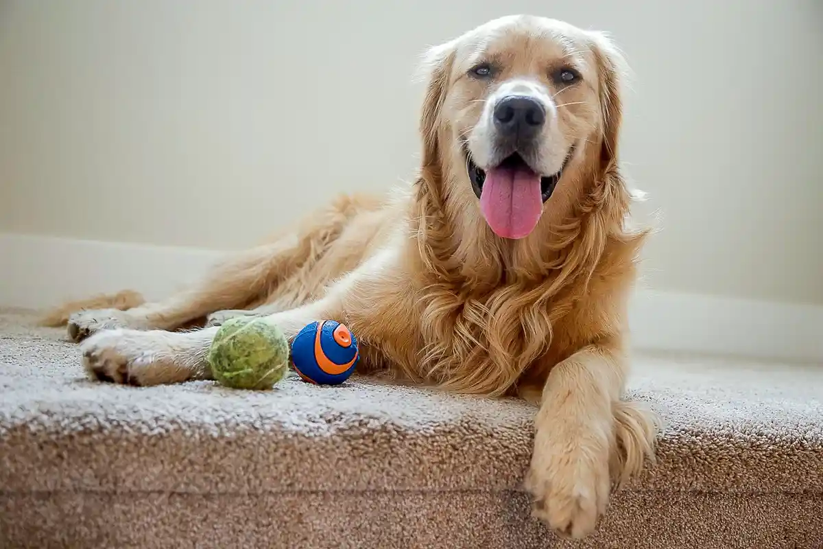 a golden retriever lies happily on a carpeted step with its tongue out, next to a worn tennis ball and a blue and orange dog…