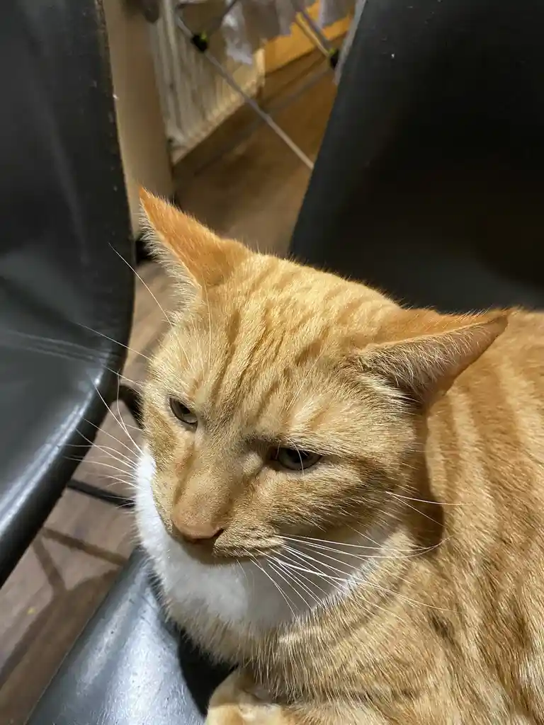 A close-up photo of an orange tabby cat with a white chest, sitting on a black chair and looking off to the side with a…