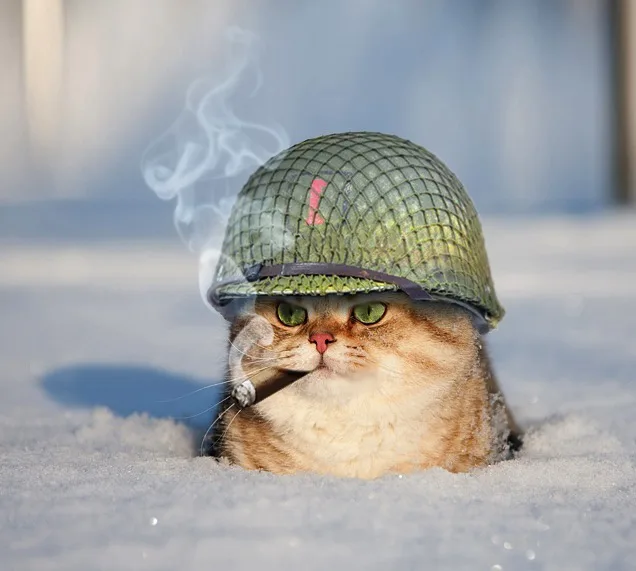 a fluffy orange cat is partially buried in snow, wearing a green military helmet with a pink ribbon and smoking a cigar…