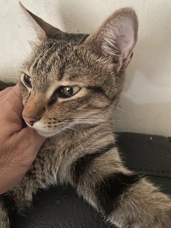 A tabby cat with green eyes and striped fur is being petted by a human hand on its cheek, looking away with a displeased…