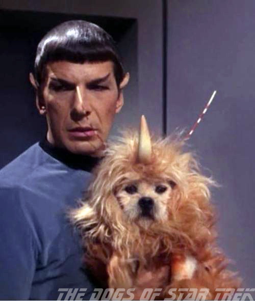 A still image from Star Trek shows Spock holding a small, fluffy, light-brown dog wearing a unicorn horn headpiece. The dog…