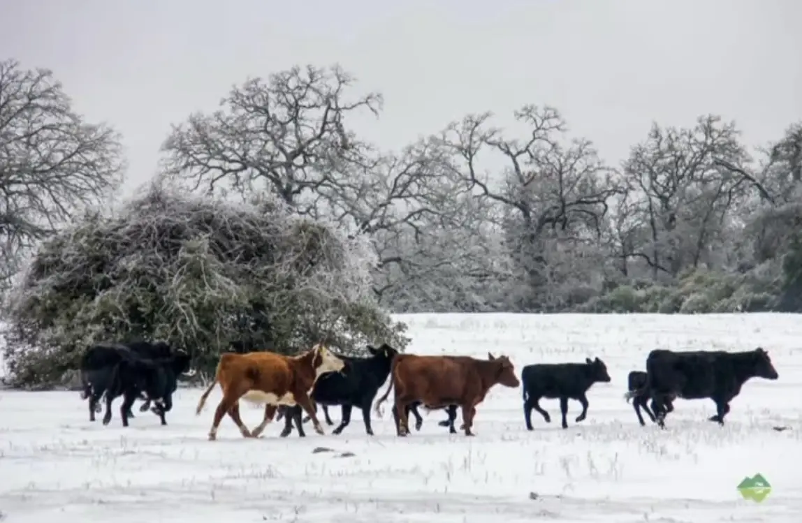 A herd of brown and black cows walks across a snowy field with frost-covered trees in the background. The overlaid text…