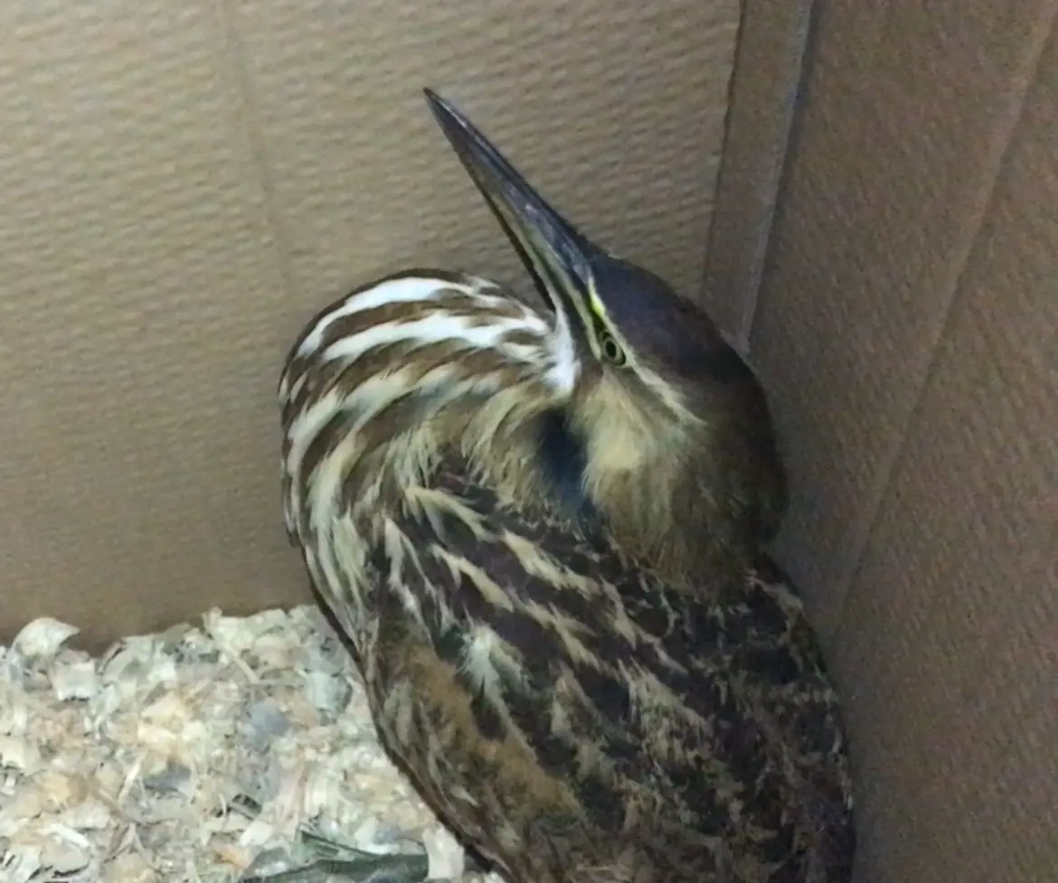 a brown and white striped bird, likely a bittern, is hunched over in a cardboard enclosure with wood shavings, its head…
