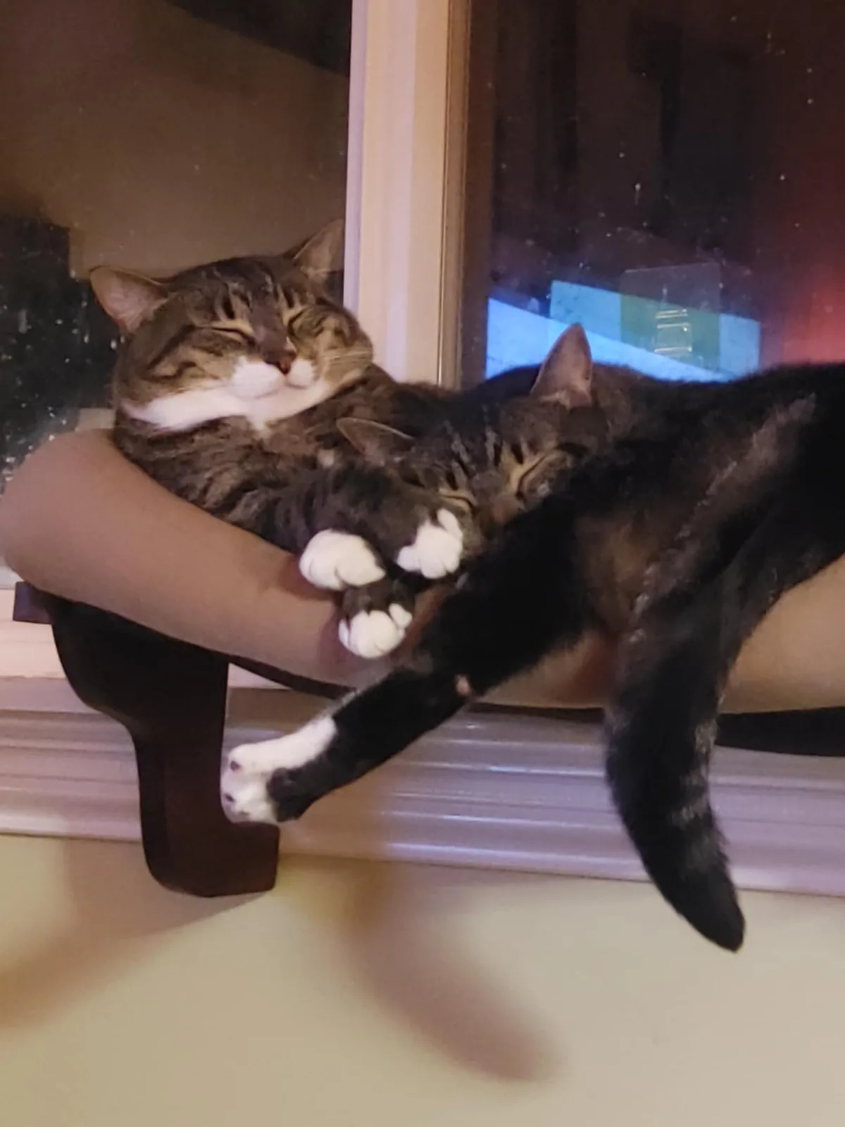 Two cats are sleeping soundly on a person's arm, one with white paws and the other mostly black, both appearing very relaxed…
