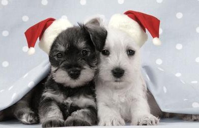 two adorable puppies, one black and one white, are sitting side by side under a light blue blanket with white polka dots…