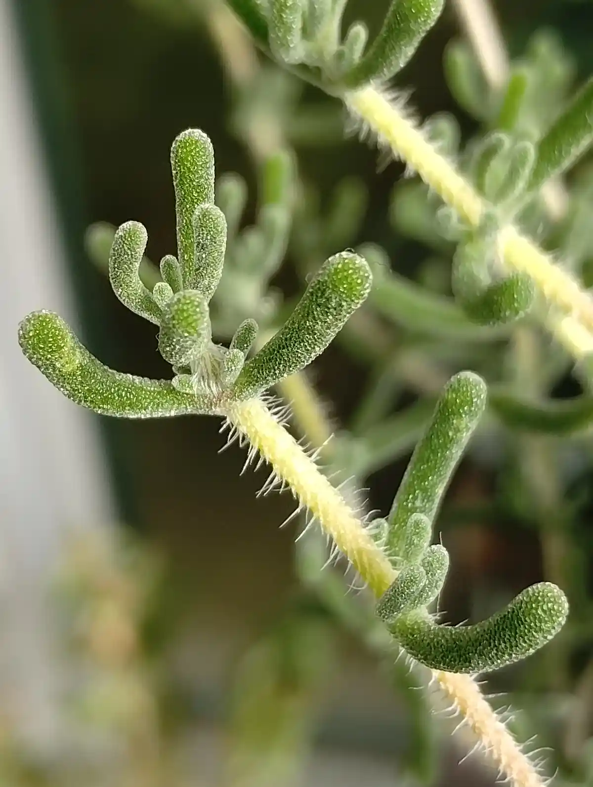 a macro photograph of a green, fuzzy plant stem with small, finger-like leaves arranged to resemble a human hand, overlaid…