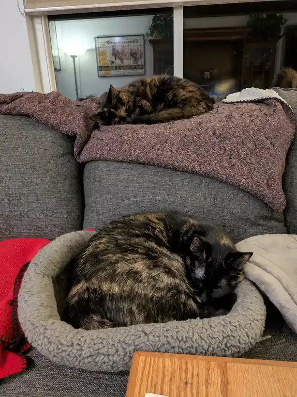 Two tortoiseshell cats are sleeping peacefully—one curled up in a grey pet bed on a couch, the other resting on a maroon…