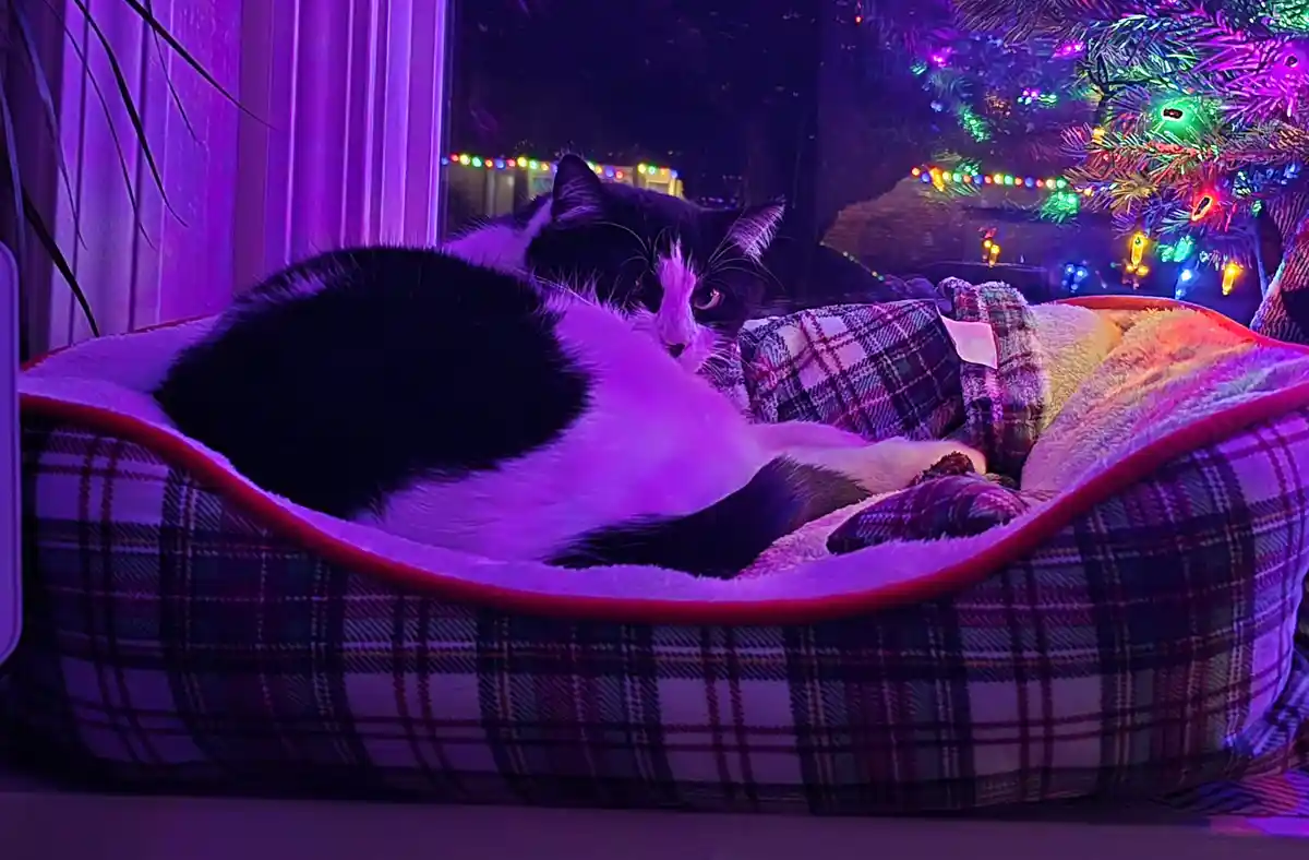 A black and white cat lies curled up in a plaid-patterned pet bed, looking directly at the camera with a relaxed expression…