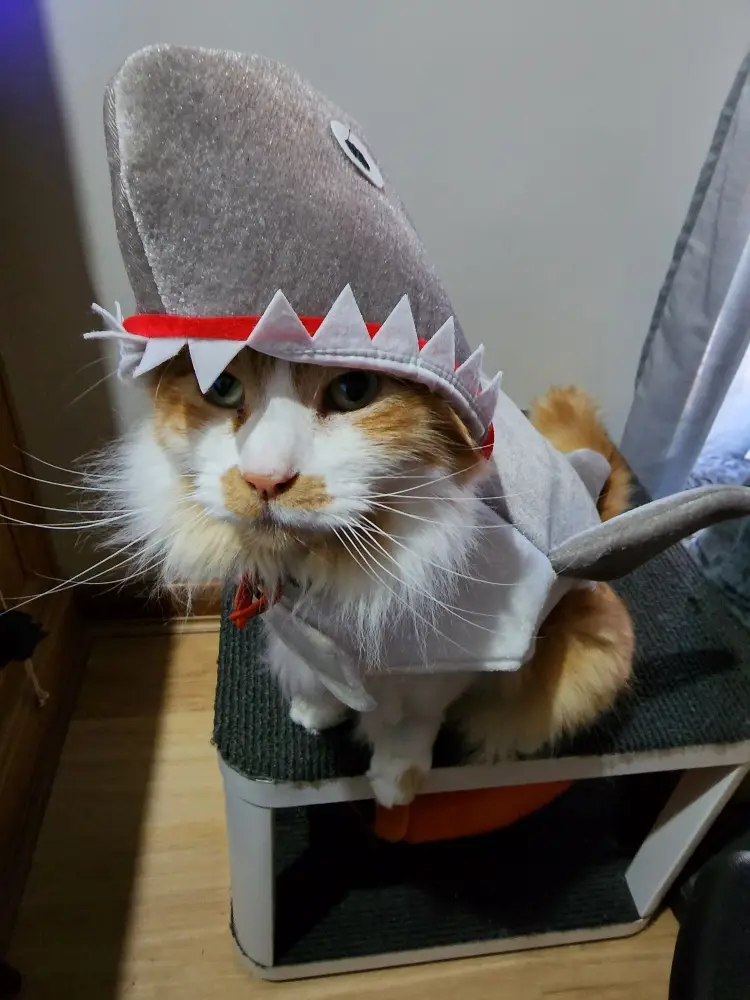 A fluffy orange and white cat sits atop a cat tree wearing a grey shark costume with a red mouth and white teeth, looking…