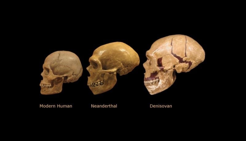 Three fossilized human skulls are displayed side-by-side against a black background, labeled from left to right as 'Modern…