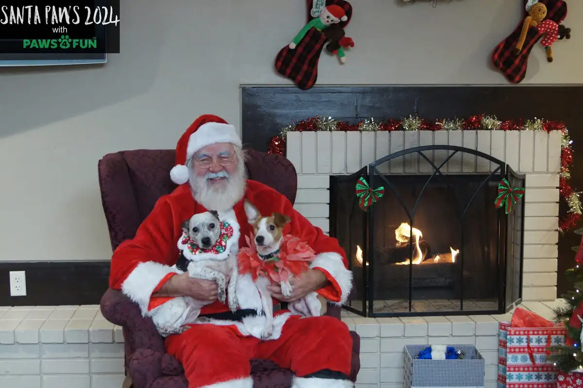 A man dressed as Santa Claus sits in a red armchair in front of a fireplace, holding two small dogs wearing festive outfits…