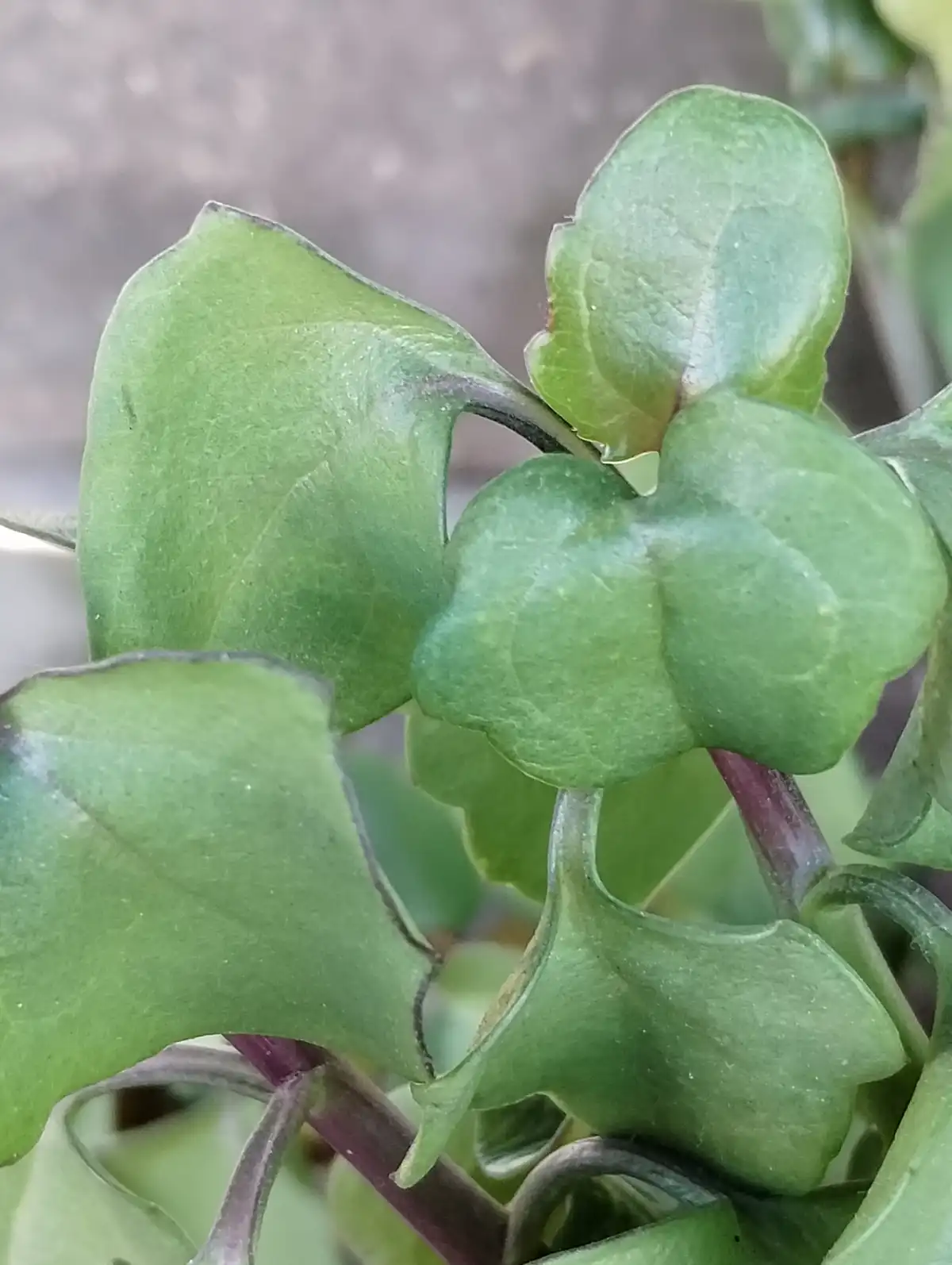 A close-up photo of green, heart-shaped plant leaves with slightly curled edges and visible veins, arranged around a purple…