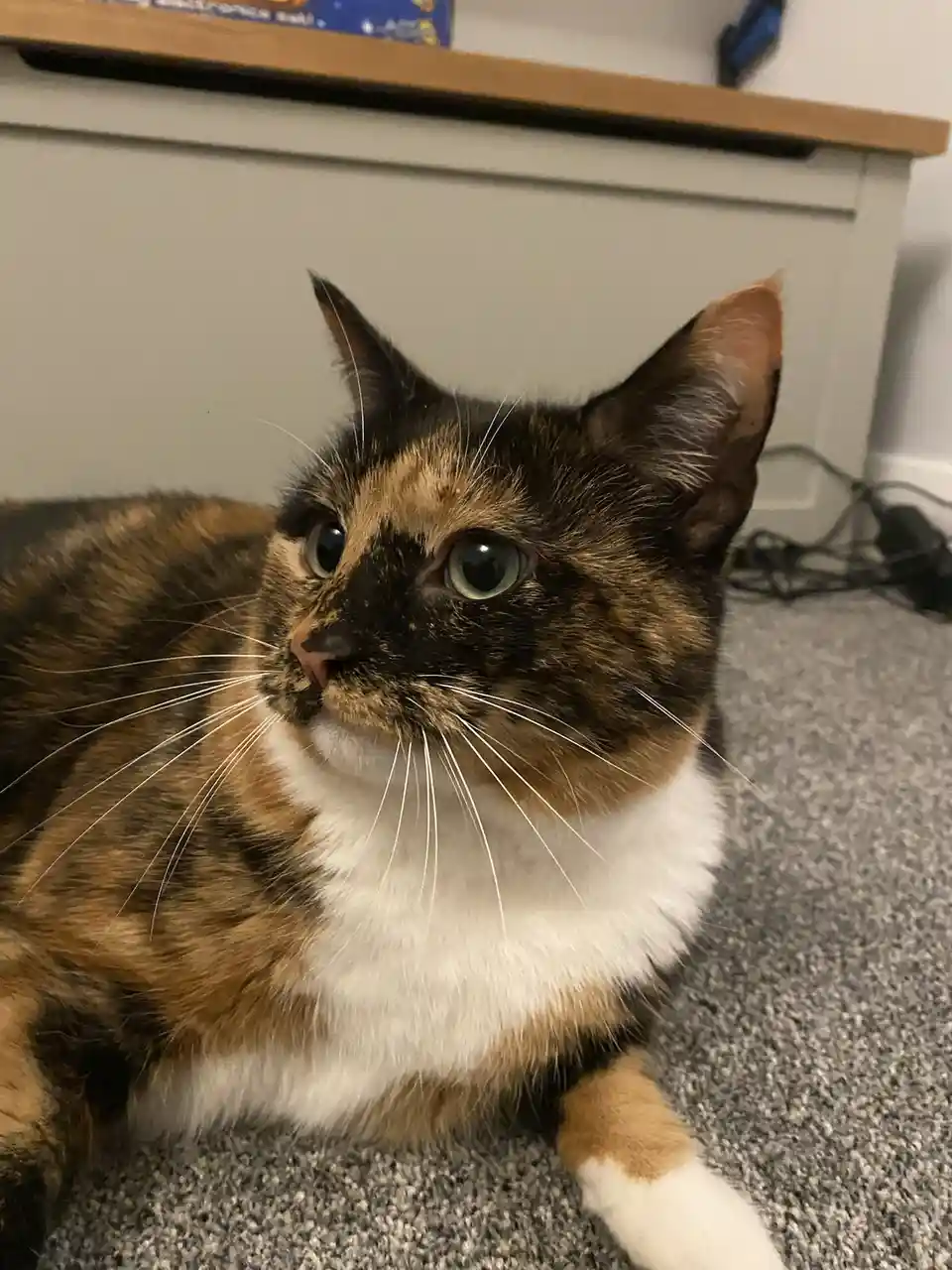 A close-up photo of a calico cat with black, orange, and white fur, lying on a gray carpet and looking upward with wide…