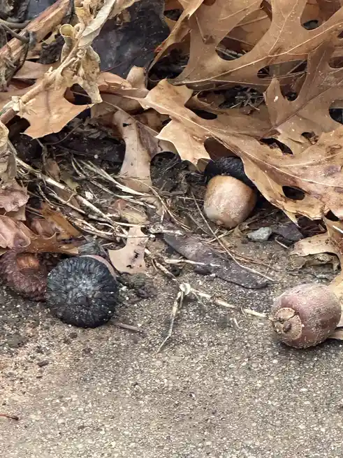 A close-up photo shows several acorns on a concrete surface surrounded by dry, brown oak leaves. One acorn is notably…