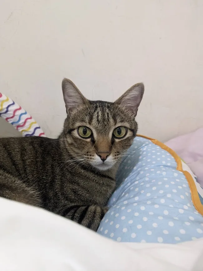 A tabby cat with wide, startled-looking green eyes stares directly at the camera while resting on a light blue polka-dotted…