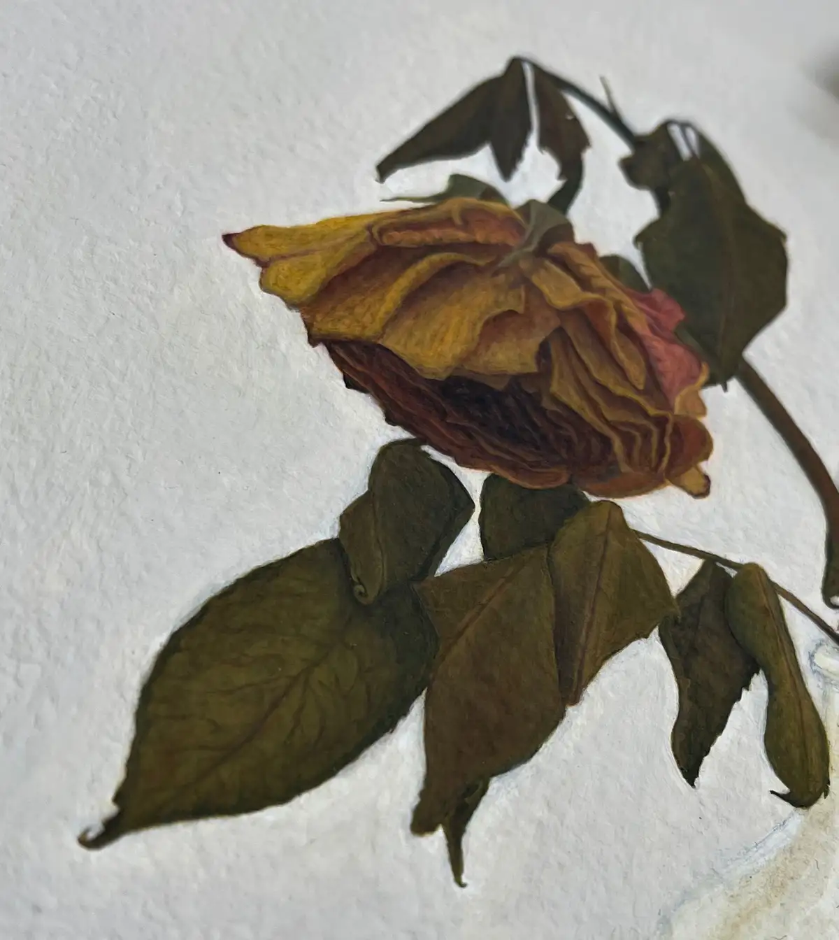 A dried, withered rose with brown and yellow petals and dark green leaves lies on a textured white surface. The overlaid…