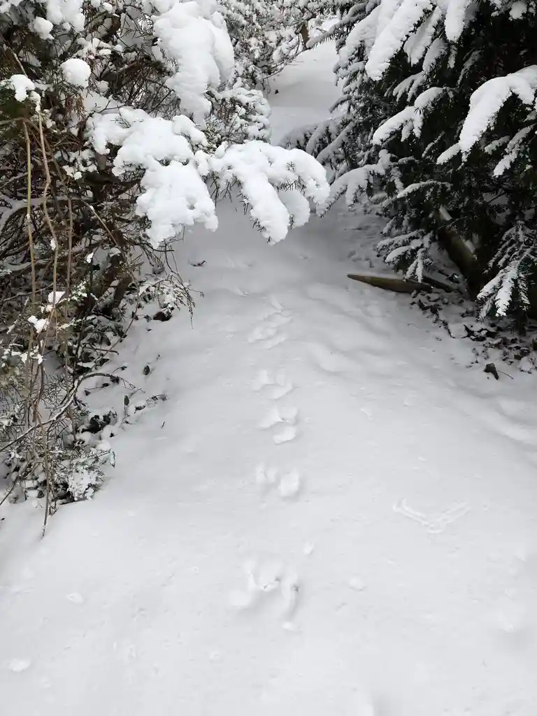 A snowy path between snow-laden evergreen bushes shows a trail of large, distinct animal paw prints leading away from the…
