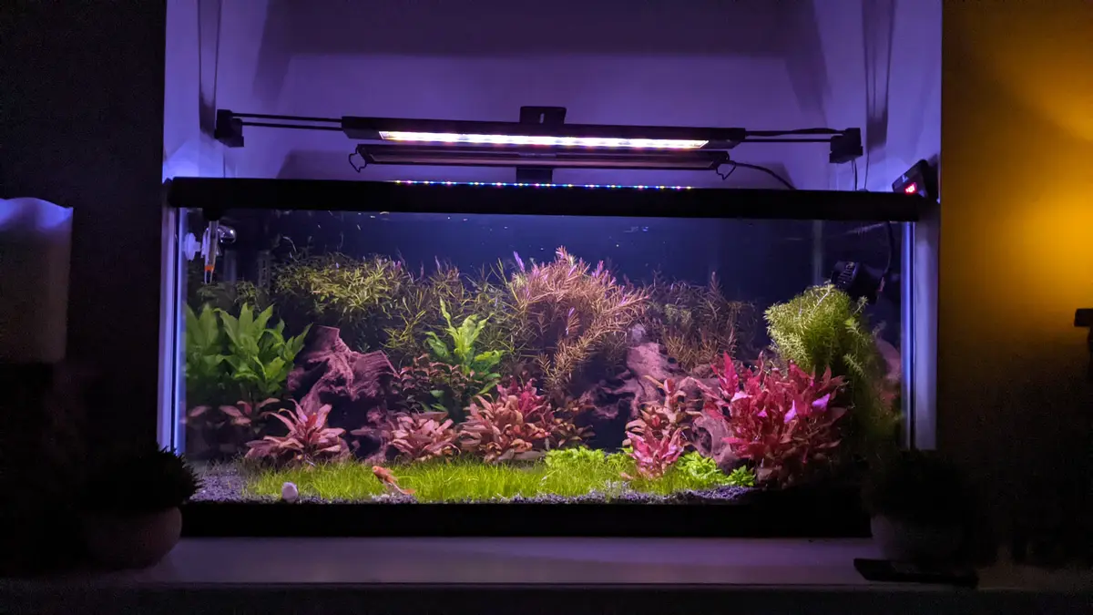 A well-lit, rectangular aquarium filled with colorful aquatic plants in shades of green, pink, and purple, arranged around…