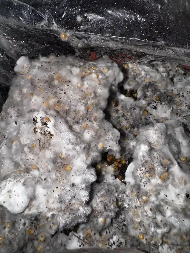 A close-up photo shows a white, fluffy, fibrous material, likely insulation or stuffing, heavily infested with numerous…