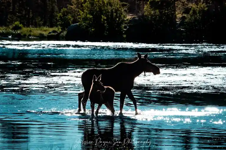 A mother moose and her calf wade through a sunlit river, their silhouettes dark against the sparkling blue water. The…