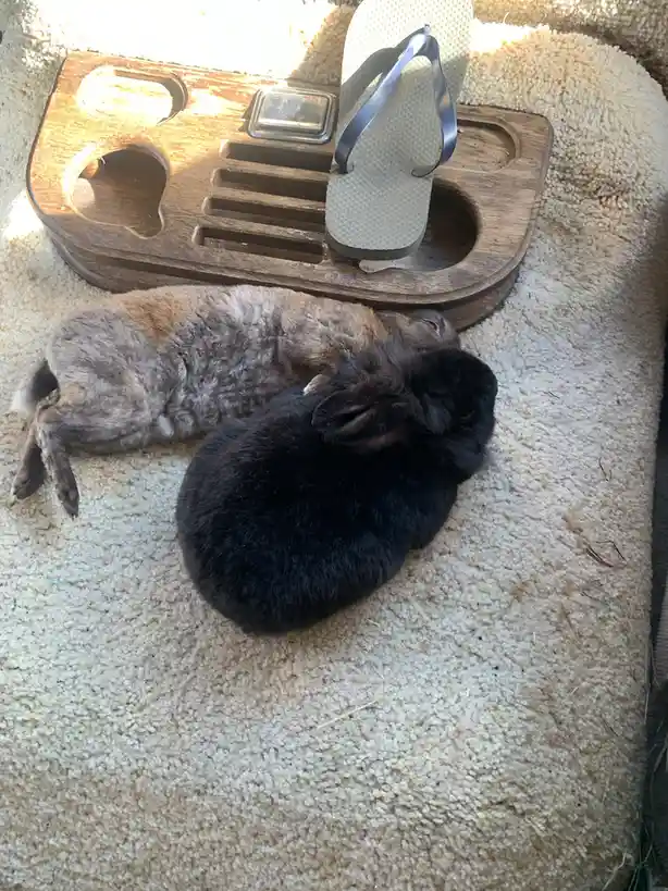 Two rabbits, one gray and one black, are curled up sleeping on a beige carpet next to a wooden tray holding a single…