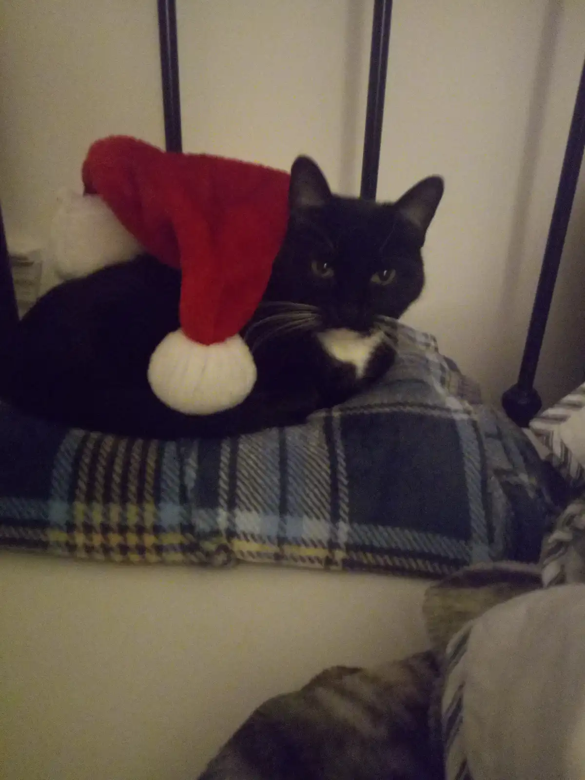 Salem Rocking a Festive Santa Hat