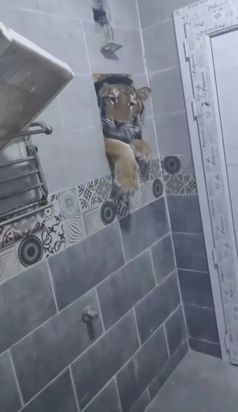 A tiger's head and front paws are visible poking through a hole in a tiled bathroom wall, with a showerhead above and a…