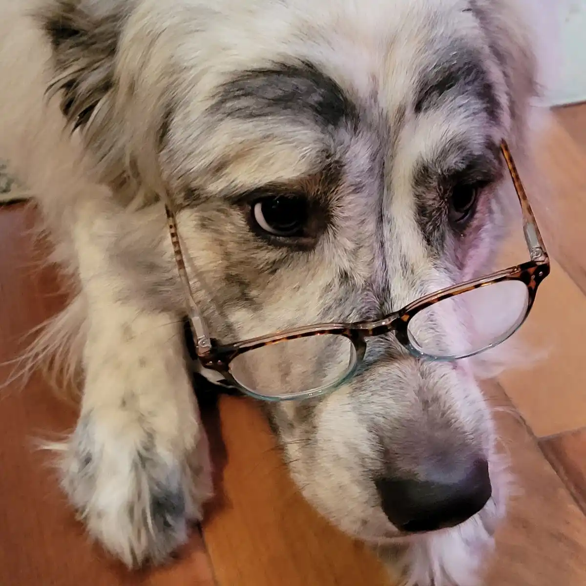 A close-up photo of a fluffy, merle-patterned dog with a serious, slightly sad expression, wearing a pair of…