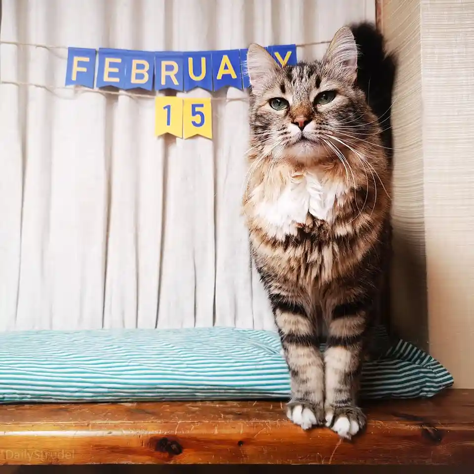 A fluffy tabby cat with green eyes stands upright on a wooden surface, looking directly at the camera with a serious…