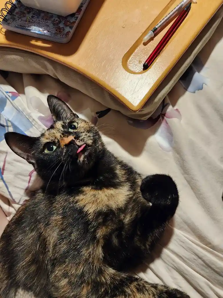 A tortoiseshell cat lies on a bed, looking up with its tongue slightly out, next to a wooden desk with a red pen and a…